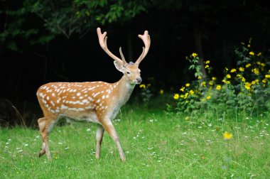 Whitetail Geyik