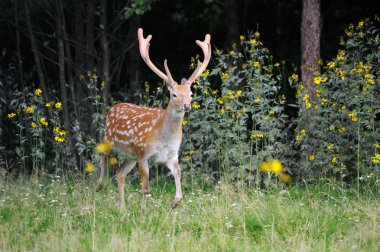 Whitetail Geyik