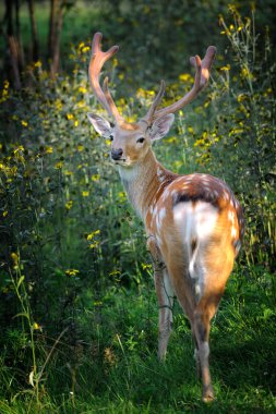 Whitetail Geyik