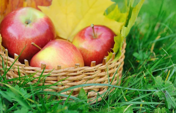 Äpfel im Korb — Stockfoto