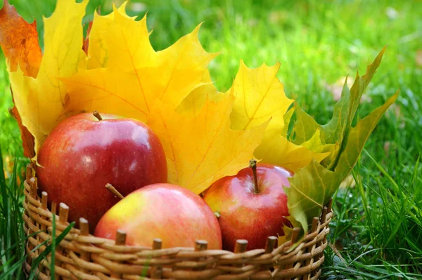 Apples in basket — Stock Photo, Image