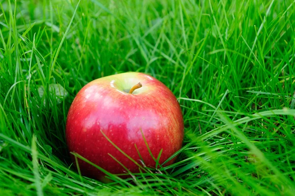 苹果在草丛中 — 图库照片