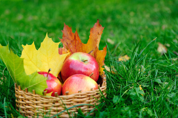 Яблоки в корзине