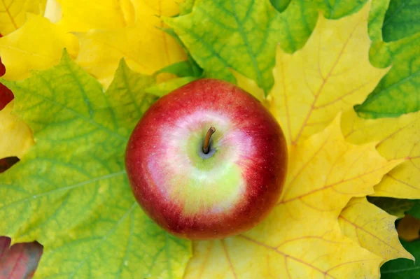 Apples on leaf — Stock Photo, Image