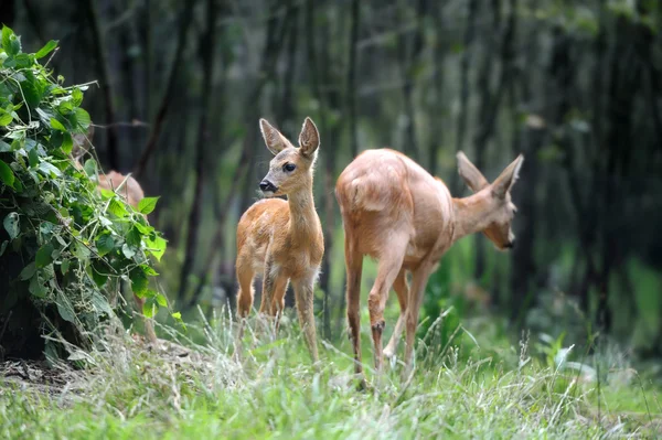 フォレスト内の若い鹿 — ストック写真