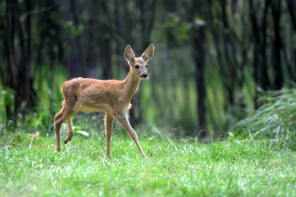 Ormanda genç geyik — Stok fotoğraf