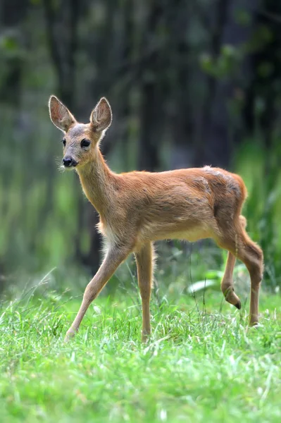 Ciervos jóvenes en el bosque — Foto de Stock