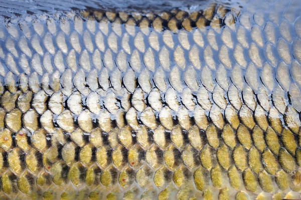 Cyprinus  scales — Stock Photo, Image