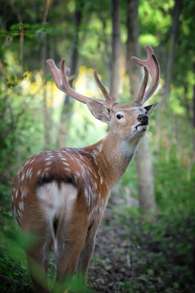 Whitetail 사슴 — 스톡 사진