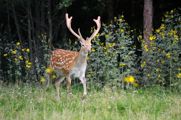 DEER BRANCO — Fotografia de Stock