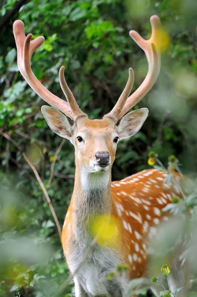 Whitetail 사슴 — 스톡 사진