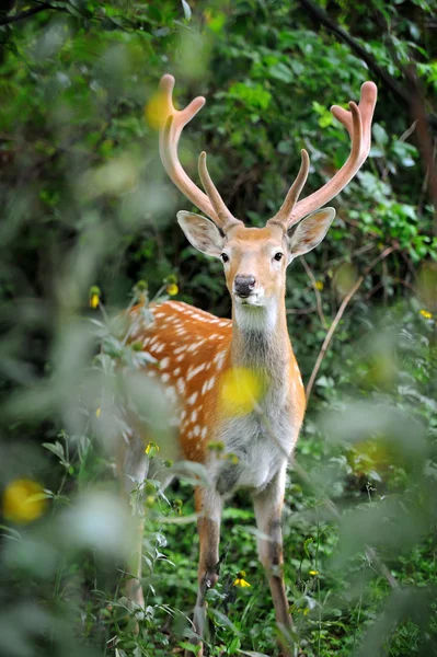 Weißnagel-Hirsch — Stockfoto