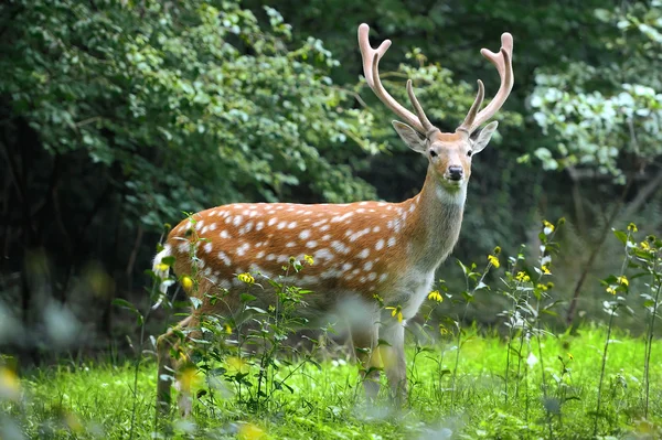 Whitetail Deer — Stock Photo, Image