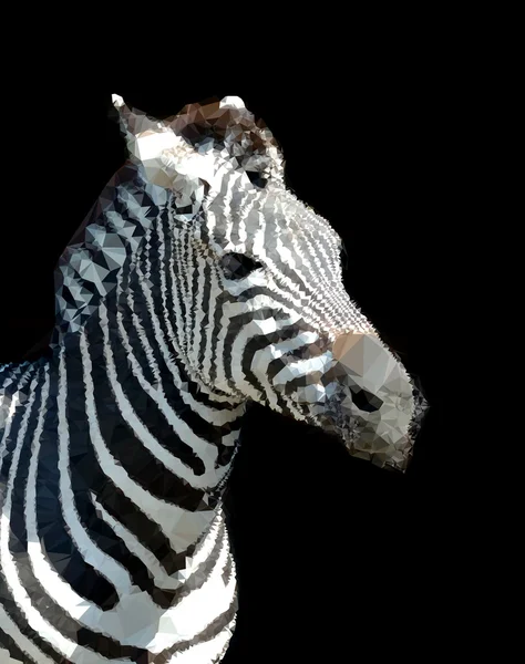 Zebra portre — Stok fotoğraf