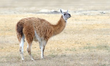 Lama niteliğine