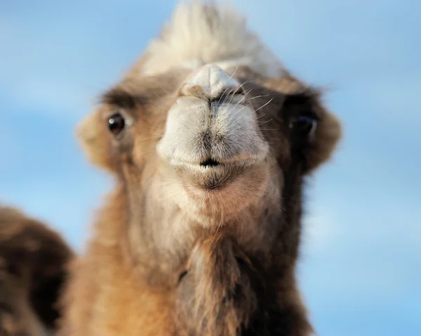 Head of a camel on a background of blue sky — Stock Photo, Image