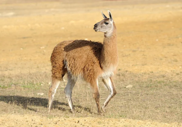 Lama på natur — Stockfoto