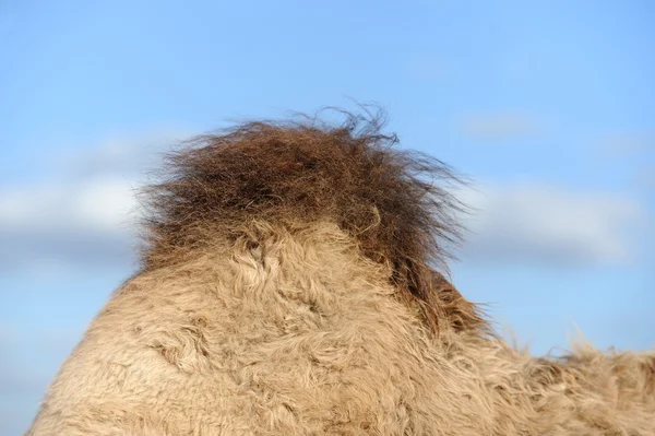 Καμπούρα καμήλας — Φωτογραφία Αρχείου