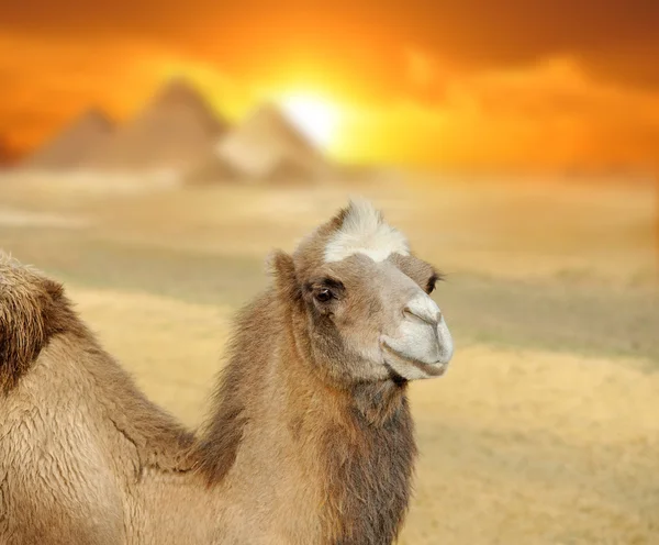 Camel i solnedgången — Stockfoto