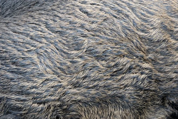 Textura de uma pele de um javali selvagem — Fotografia de Stock