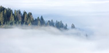 Dağ yamacında sonbahar orman