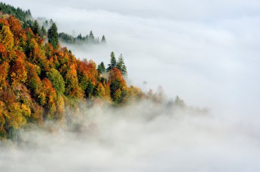 Dağ yamacında sonbahar orman