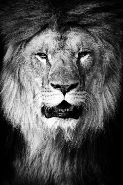 Aslan