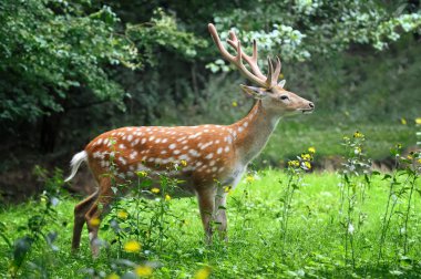Whitetail Geyik