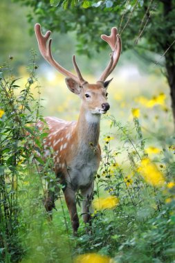 Whitetail Deer clipart