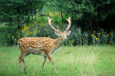 Whitetail Geyik