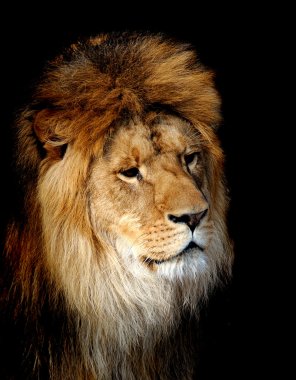 Lion portrait clipart