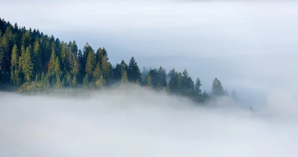 산 경사면에 신비로운 숲 — 스톡 사진