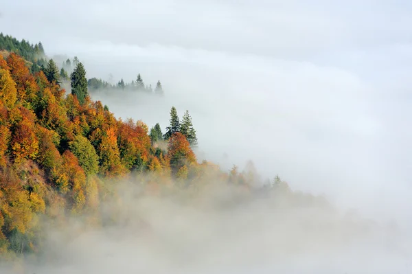 Floresta mística na encosta da montanha — Fotografia de Stock