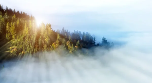 Hösten skogen på berg slutta — Stockfoto