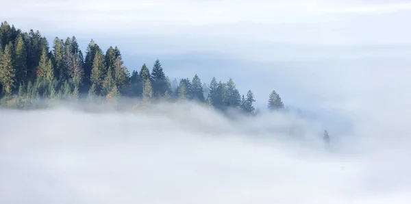 산 사면에가 숲 — 스톡 사진