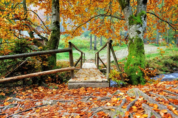 가을 숲 속의 다리 — 스톡 사진