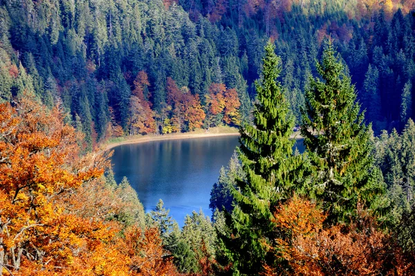 Lago del bosque en otoño —  Fotos de Stock