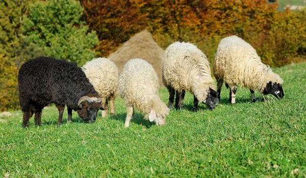 Sheep on a meadow — Stock Photo, Image