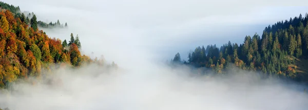 Осенний лес на склоне горы — стоковое фото
