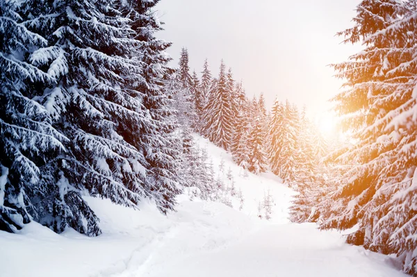 Paesaggio invernale — Foto Stock