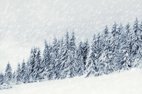 Winter landscape — Stock Photo, Image