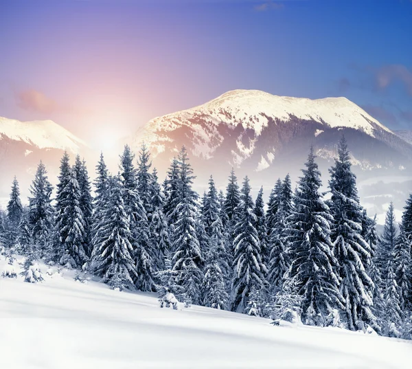 Winter landscape — Stock Photo, Image