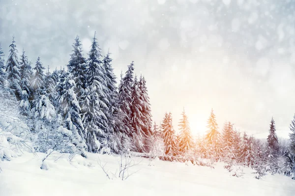 Winter landscape — Stock Photo, Image