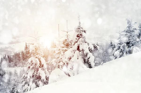 Winter landscape — Stock Photo, Image