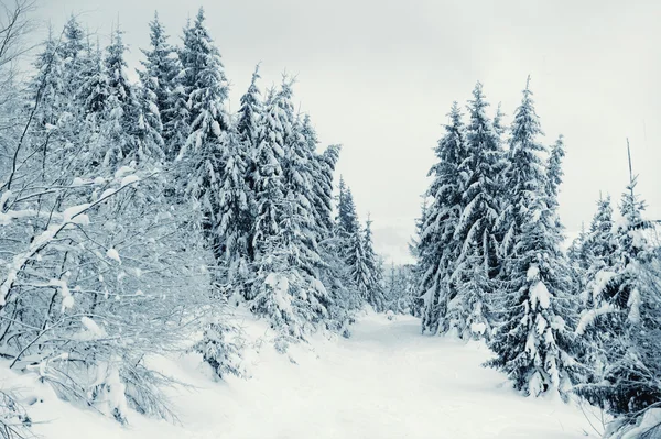 Paesaggio invernale — Foto Stock