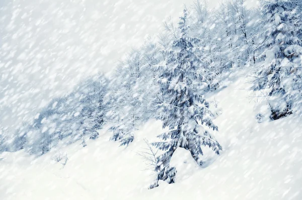 冬景色 — ストック写真