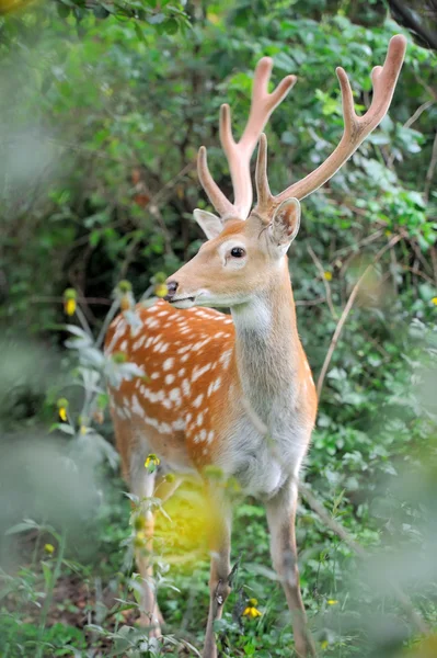 Whitetail ελάφια — Φωτογραφία Αρχείου