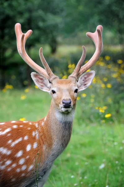 白尾鹿鹿 — 图库照片