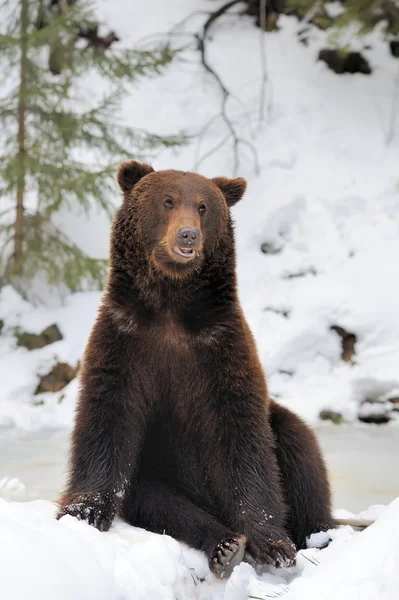 Medve téli erdőben — Stock Fotó