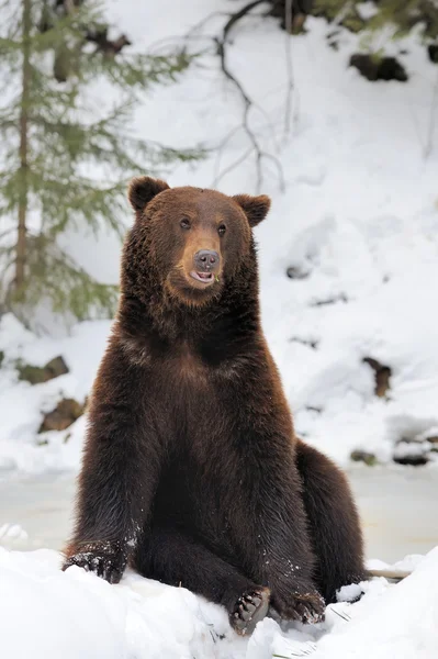 Dragen in de winter forest — Stockfoto